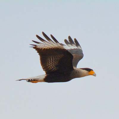 Golden Crested Caracara